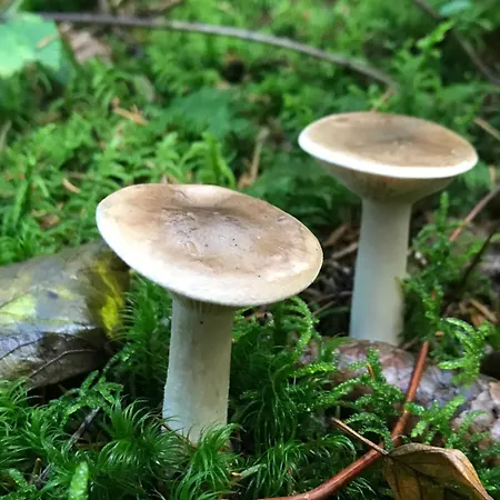 Nature * Marcoles